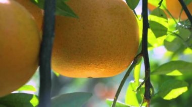 Orange tree orchard full of yellow and orange mandarins in sunlight