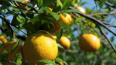 Orange tree orchard full of yellow and orange mandarins in sunlight