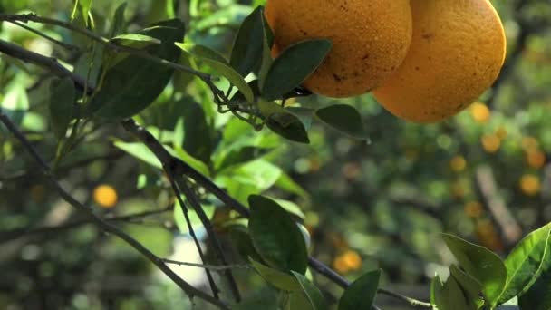 太陽の光で黄色とオレンジ色のみかんの完全なオレンジの木の果樹園 — ストック動画
