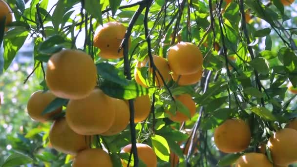 Orange Tree Orchard Full Yellow Orange Mandarins Sunlight — 비디오