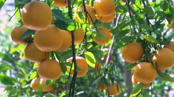 Orange Tree Orchard Full Yellow Orange Mandarins Sunlight — Vídeo de Stock