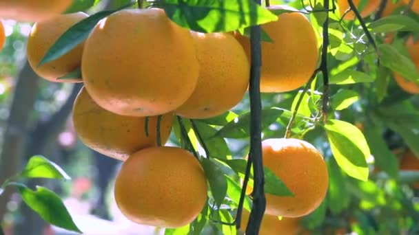 Orange Tree Orchard Full Yellow Orange Mandarins Sunlight — Stock Video