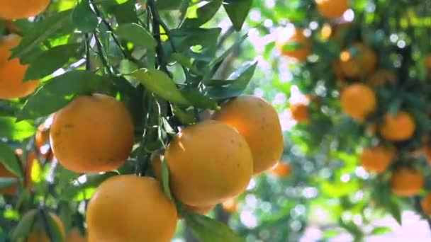 Апельсиновый Сад Полный Желтых Оранжевых Мандаринов Солнечном Свете — стоковое видео
