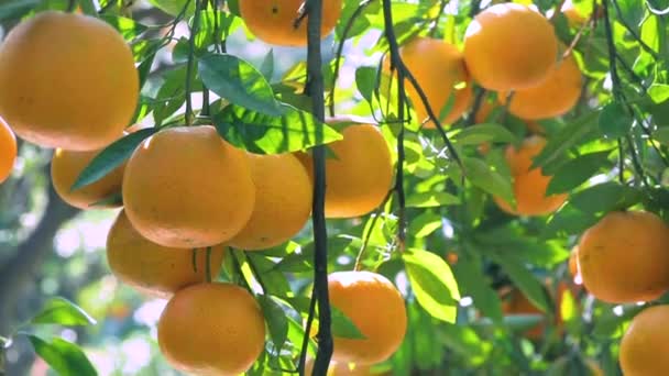 阳光下的橙树果园 长满了黄色和橙色的曼达林 — 图库视频影像