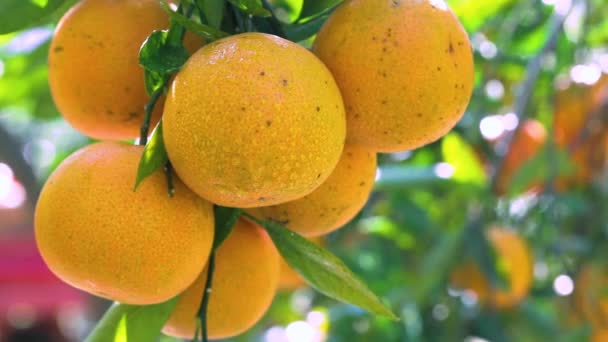 太陽の光で黄色とオレンジ色のみかんの完全なオレンジの木の果樹園 — ストック動画