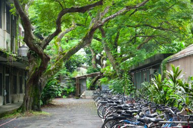 Many bicycles are parked in the bicycle parking lot on the university campus