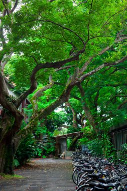 Many bicycles are parked in the bicycle parking lot on the university campus