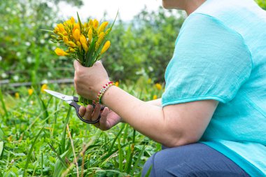 Yellow freesias are blooming in the flowerbed in spring