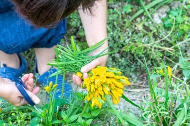 Yellow freesias are blooming in the flowerbed in spring