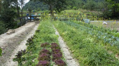 Nutritious and crispy vegetables are harvested in the spring vegetable garden