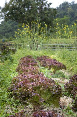 Nutritious and crispy vegetables are harvested in the spring vegetable garden