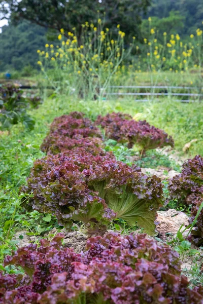 Nutritious and crispy vegetables are harvested in the spring vegetable garden