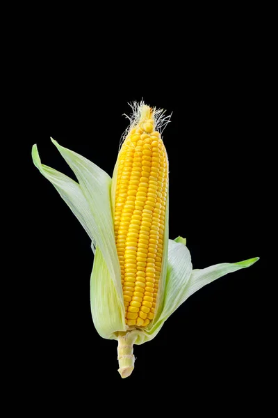 黑色背景上的瘦削丰满的玉米 — 图库照片