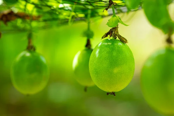 Γεμάτο Σώμα Και Πράσινα Φρούτα Του Πάθους Στον Καλοκαιρινό Οπωρώνα — Φωτογραφία Αρχείου