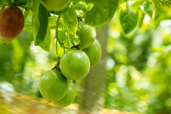 Fruta Pasión Con Cuerpo Verde Huerto Verano —  Fotos de Stock