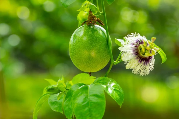 Fruity Green Passion Fruit Passion Fruit Flowers Orchard Summer — Stock Photo, Image