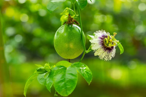 夏天果园里的水果绿意水果和情欲水果花 图库图片