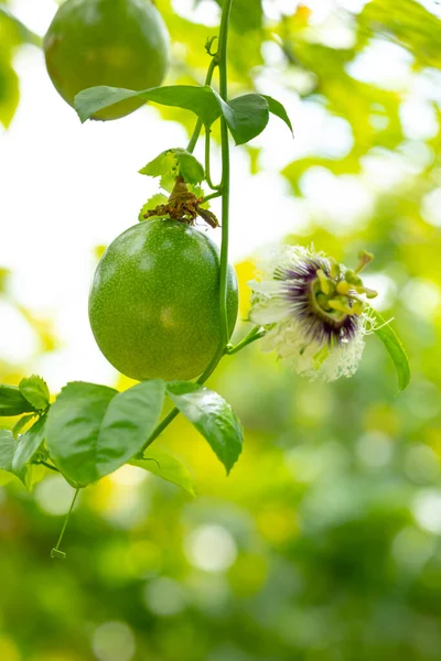 Fruchtig Grüne Passionsfrucht Und Passionsfruchtblüten Obstgarten Sommer lizenzfreie Stockfotos