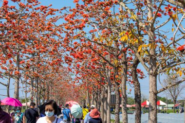 Kapok mevsimi boyunca Tayvan 'da kapok mevsiminde, kapok çiçekleri tamamen açtığında hayran olan bir sürü insan vardır (2022 03 Kapok Yolu, Linchupi, Tainan, Tayvan)