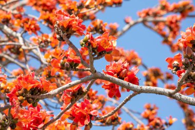 Tayvan 'da bahar mevsimi kapok çiçeklerinin açtığı mevsimdir