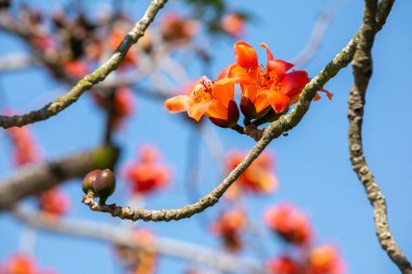 Tayvan 'da bahar mevsimi kapok çiçeklerinin açtığı mevsimdir