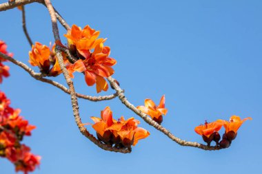 Tayvan 'da bahar mevsimi kapok çiçeklerinin açtığı mevsimdir