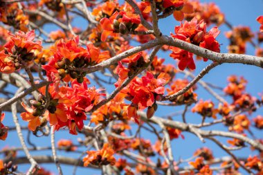 Tayvan 'da bahar mevsimi kapok çiçeklerinin açtığı mevsimdir