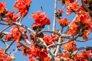 Tayvan 'da bahar mevsimi kapok çiçeklerinin açtığı mevsimdir
