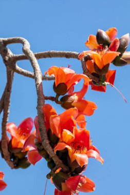 Tayvan 'da bahar mevsimi kapok çiçeklerinin açtığı mevsimdir