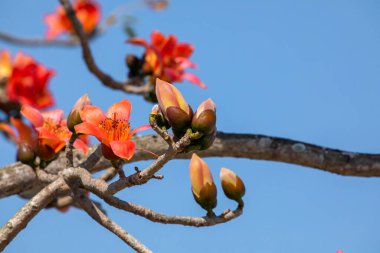 Tayvan 'da bahar mevsimi kapok çiçeklerinin açtığı mevsimdir