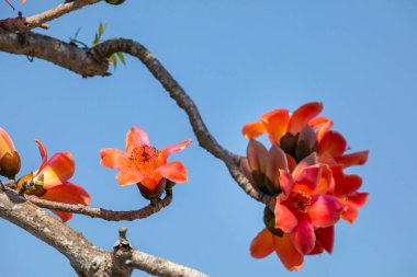 Tayvan 'da bahar mevsimi kapok çiçeklerinin açtığı mevsimdir
