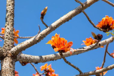 Tayvan 'da bahar mevsimi kapok çiçeklerinin açtığı mevsimdir