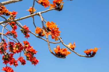 Tayvan 'da bahar mevsimi kapok çiçeklerinin açtığı mevsimdir