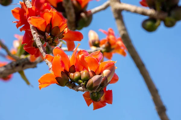 Stock image Spring in Taiwan is the season when kapoks are in full bloom