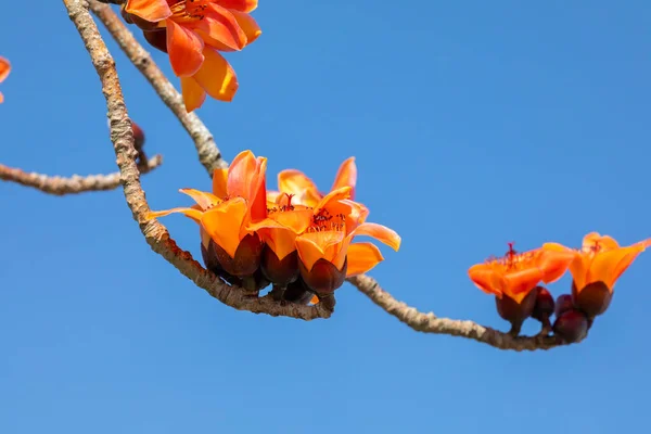 stock image Spring in Taiwan is the season when kapoks are in full bloom