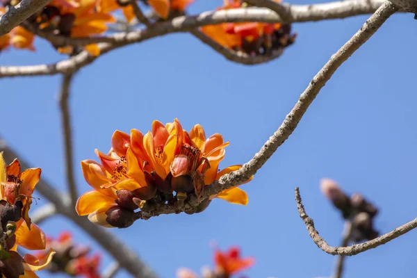 Stock image Spring in Taiwan is the season when kapoks are in full bloom