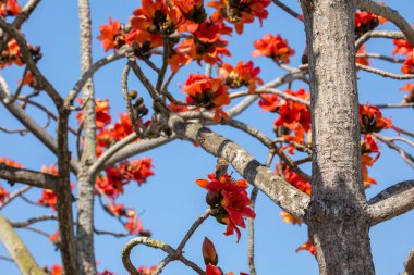 Bahar kapok mevsiminde, kapok tam çiçekleniyor ve kuşlar geliyor.