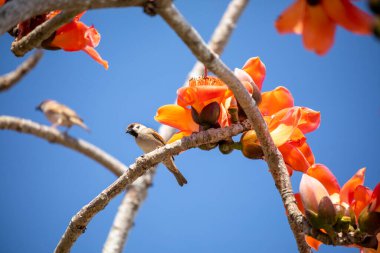 Bahar kapok mevsiminde, kapok tam çiçekleniyor ve kuşlar geliyor.