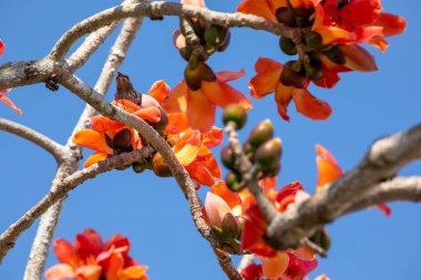 Bahar kapok mevsiminde, kapok tam çiçekleniyor ve kuşlar geliyor.
