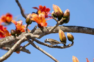 Bahar kapok mevsiminde, kapok tam çiçekleniyor ve kuşlar geliyor.