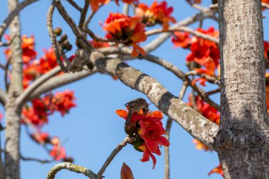 Bahar kapok mevsiminde, kapok tam çiçekleniyor ve kuşlar geliyor.