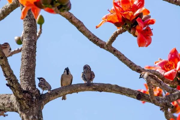 Spring Kapok Season Kapok Full Bloom Birds Coming — Stock Photo, Image