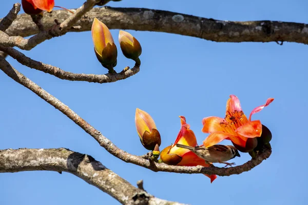Jarní Sezóně Kapoku Kapok Plném Květu Ptáci Blíží — Stock fotografie
