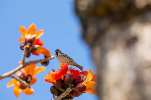 Tavaszi Kapásszezonban Virágzik Kapu Jönnek Madarak — Stock Fotó