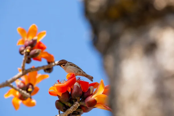 Der Kapoksaison Des Frühlings Steht Der Kapok Voller Blüte Und — Stockfoto