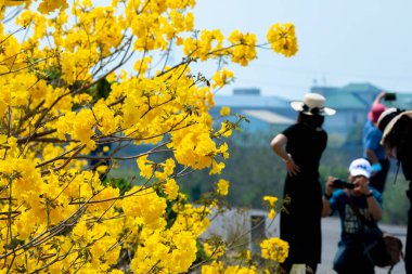 Turistler Tayvan 'da bahar mevsiminde açan sarı çiçekli Suzuki çingenelerinin tadını çıkarırlar (2022 03 Huanghuafeng Suzuki, Chiayi, Tayvan)