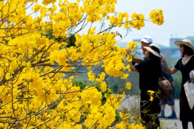 Turistler Tayvan 'da bahar mevsiminde açan sarı çiçekli Suzuki çingenelerinin tadını çıkarırlar (2022 03 Huanghuafeng Suzuki, Chiayi, Tayvan)