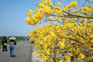 Turistler Tayvan 'da bahar mevsiminde açan sarı çiçekli Suzuki çingenelerinin tadını çıkarırlar (2022 03 Huanghuafeng Suzuki, Chiayi, Tayvan)