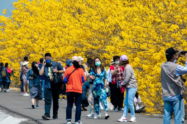 stock image Tourists enjoy the blooming yellow-flowered Suzuki chinensis in spring flower season in Taiwan(2022 03 13 Huanghuafeng Suzuki, Chiayi, Taiwan)