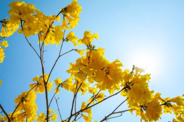 Tayvan 'ın bahar çiçeği mevsimindeki güzel sokak ağacı çiçek açan Suzuki çingenesidir.